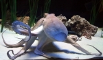 Cephalopoda - cephalopods