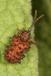 Hispinae - leaf-mining leaf beetles