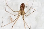 Pholcidae - cellar spiders