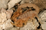 Scorpiones - scorpions