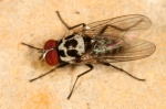 Anthomyiidae - anthomyiid flies