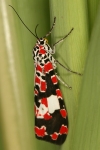 Arctiidae - tiger moths