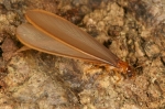 Isoptera - Termites