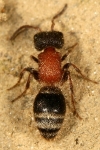 Mutillidae - velvet ants