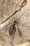 Ptychopteridae