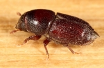 Scolytinae - bark beetles