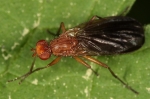 Phaeomyiidae