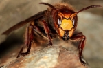 Vespidae - wasps