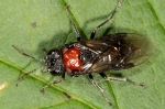 Tenthredinidae - common sawflies