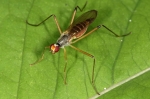 Micropezidae - stilt-legged flies