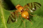 Tephritidae - fruit flies