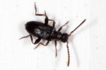 Aderidae - ant-like leaf beetles