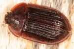 Trogossitidae - bark-gnawing beetles