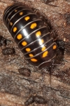 Diplopoda - millipedes