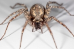 Agelenidae - funnelweb spiders