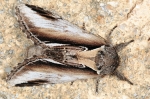 Notodontidae - Prominent Moths