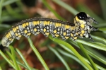Diprionidae - conifer sawflies
