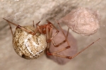 Theridiidae - cobweb