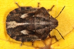 Scutelleridae - shield-backed bugs