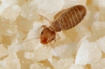 Psocoptera - book and bark lice