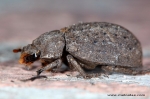 Trogidae - hide beetles