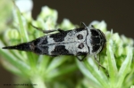 Mordellidae - tumbling flower beetles