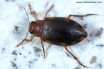 Dytiscidae - predacious diving beetles
