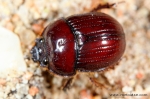 Geotrupidae - earth-boring dung beetles