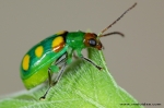 Galerucinae - skeletonizing leaf beetles