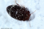 Chelonariidae - chelonariid beetles