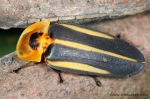 Lampyridae - fireflies