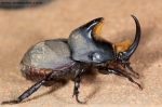 Dynastinae - rhinoceros beetles