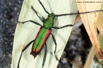 Cerambycidae - longhorn beetles