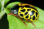 Chrysomelinae - broad-shouldered leaf beetles