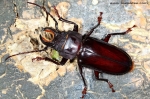 Coleoptera - beetles