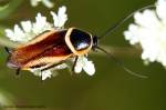 Blattodea - švábi