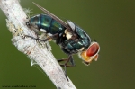 Calliphoridae - blow flies