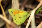 Pieridae - tip butterflies