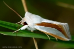 Noctuidae - můrovití