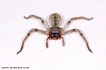 Sparassidae - huntsman spiders