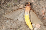 Ephemeroptera - jepice