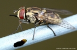 Muscidae - house flies