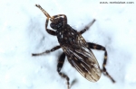 Sphaeroceridae - small dung flies