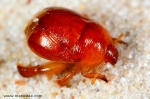 Cydnidae - burrowing bugs