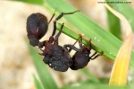 Formicidae - mravencovití