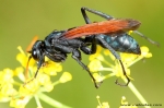Pompilidae - spider hunting wasps