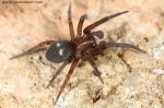 Titanoecidae - titanoecid spider
