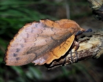 Lasiocampidae - bourovcovití