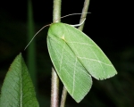 Nolidae - Tuft Moths