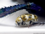 Dermestidae - skin beetles